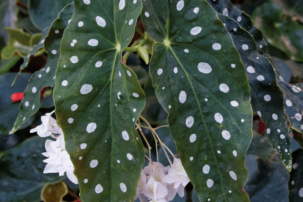 Cane begonia Begonia maculata.png